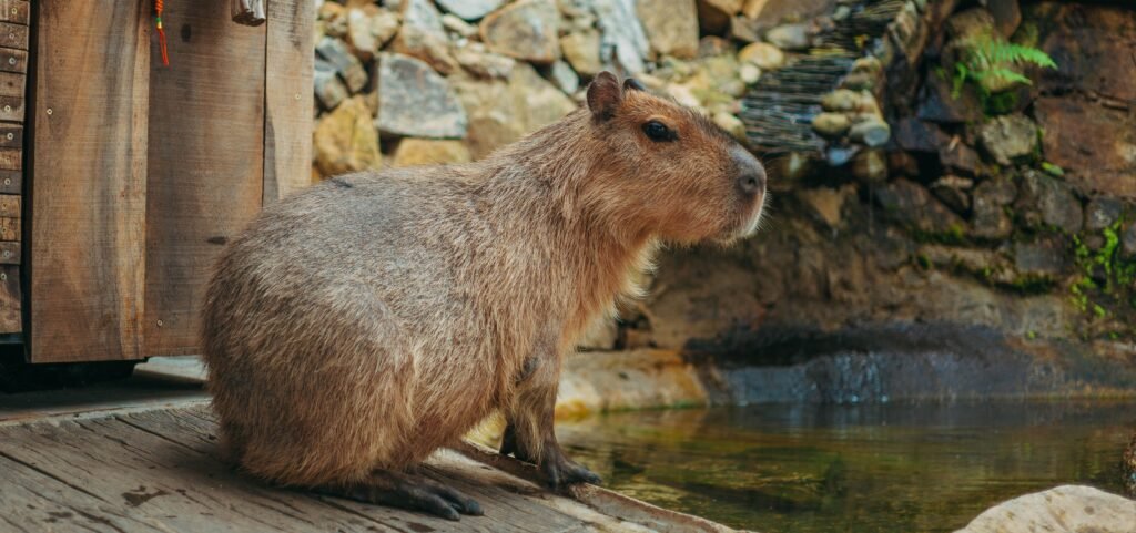 Minnesota Exotic Pet Guide How to Legally Keep and Care for a Capybara