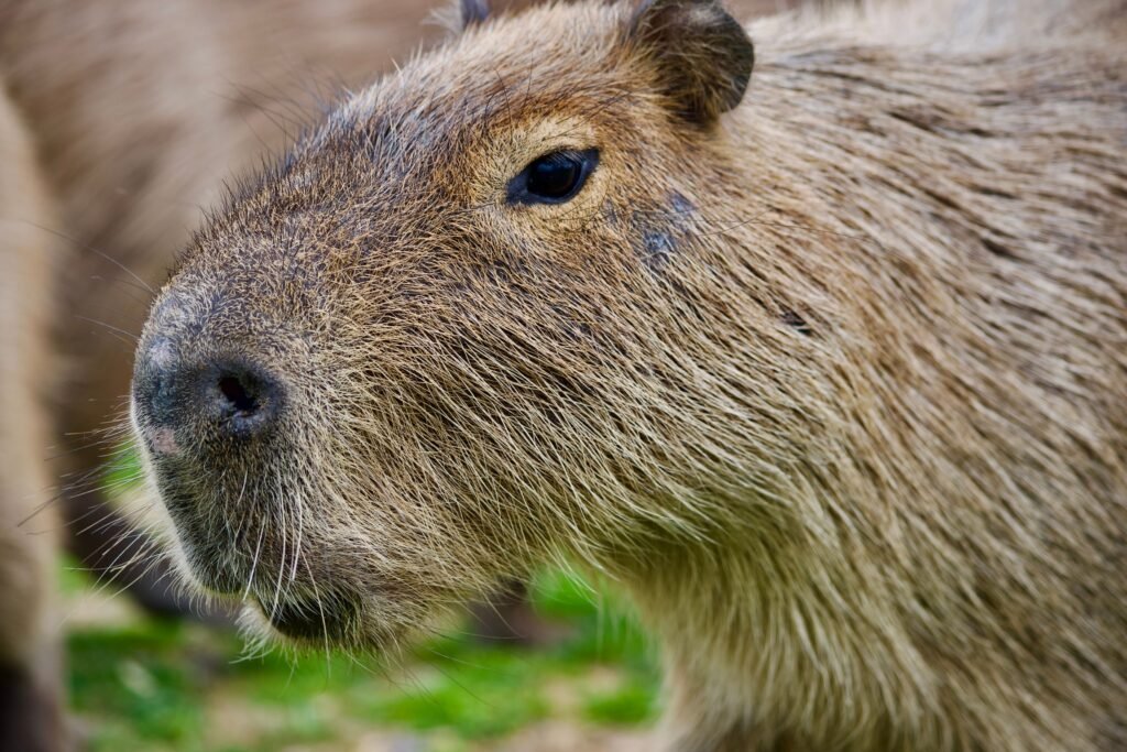 Montana Capybara Pet Ownership The Ultimate Guide to Legality and Care