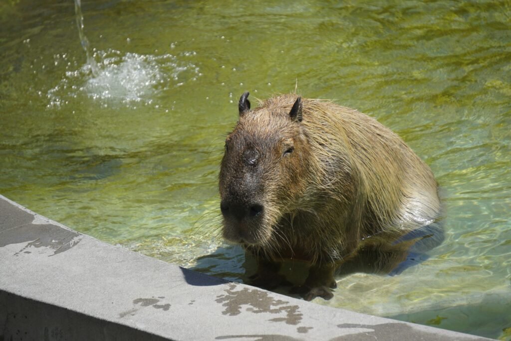 Ohio Exotic Pet Laws How to Safely Keep a Capybara as a Pet