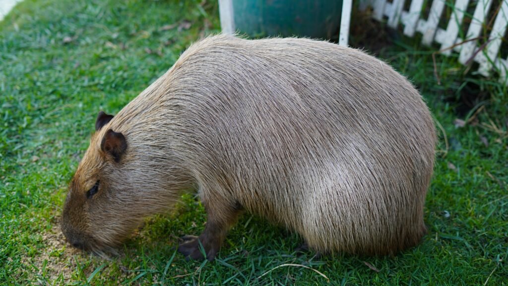Pet Ownership Is it Legal to Own a Capybara in Arizona