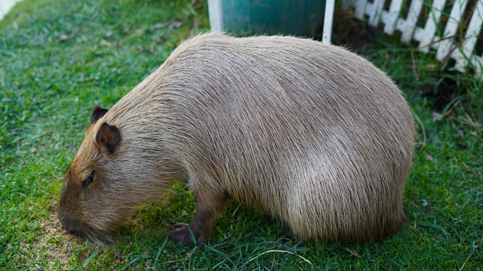 Pet Ownership Is it Legal to Own a Capybara in Arizona