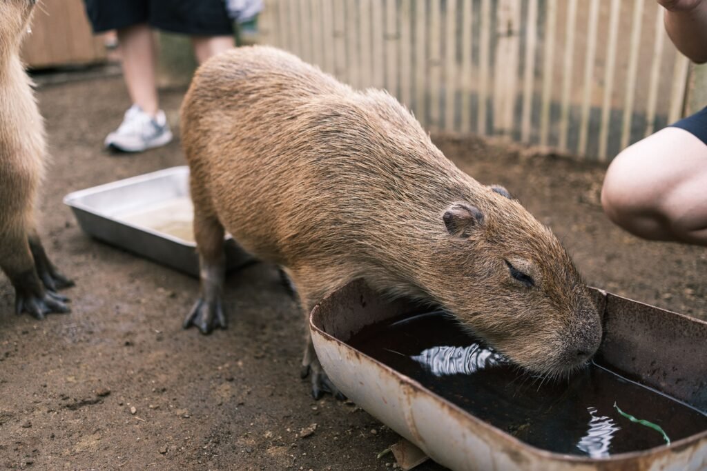 Pet Ownership Legally Keeping a Capybara in South Carolina