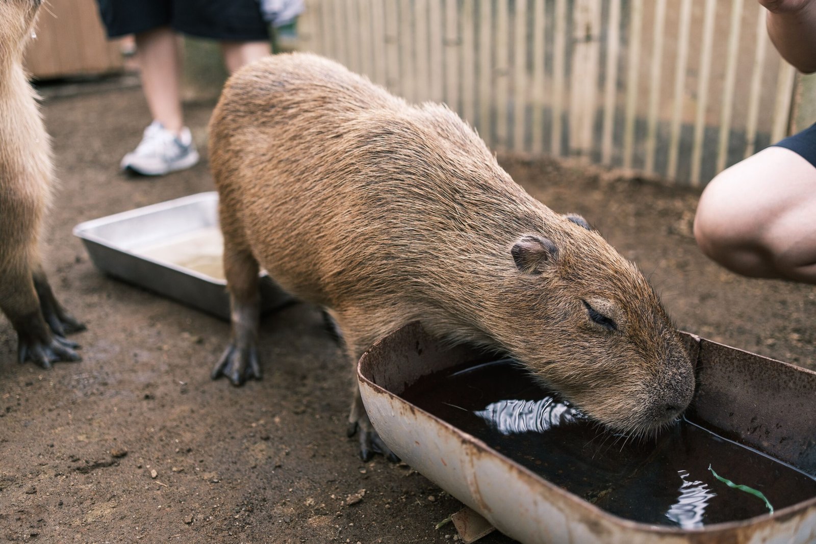 Pet Ownership Legally Keeping a Capybara in South Carolina