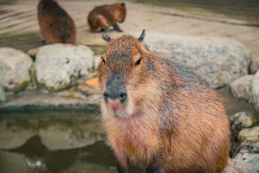 Pet Ownership New Jersey Capybara Ownership and Care Guide