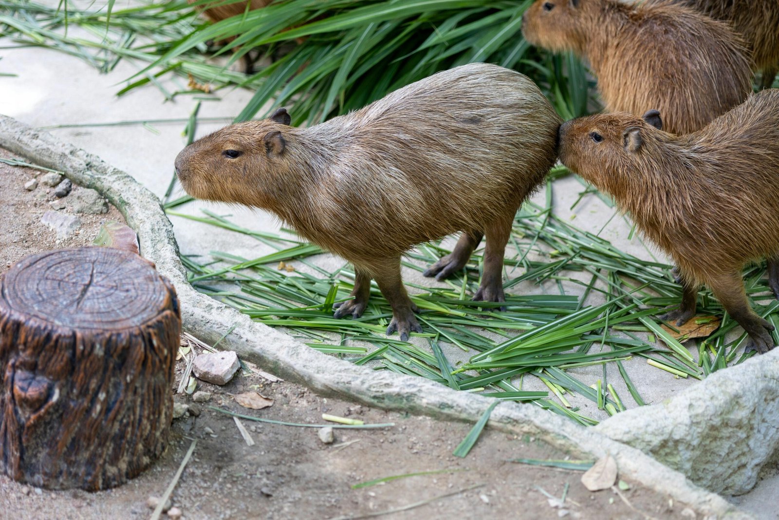 Pet Ownership The Ultimate Guide to Owning a Capybara in Alabama