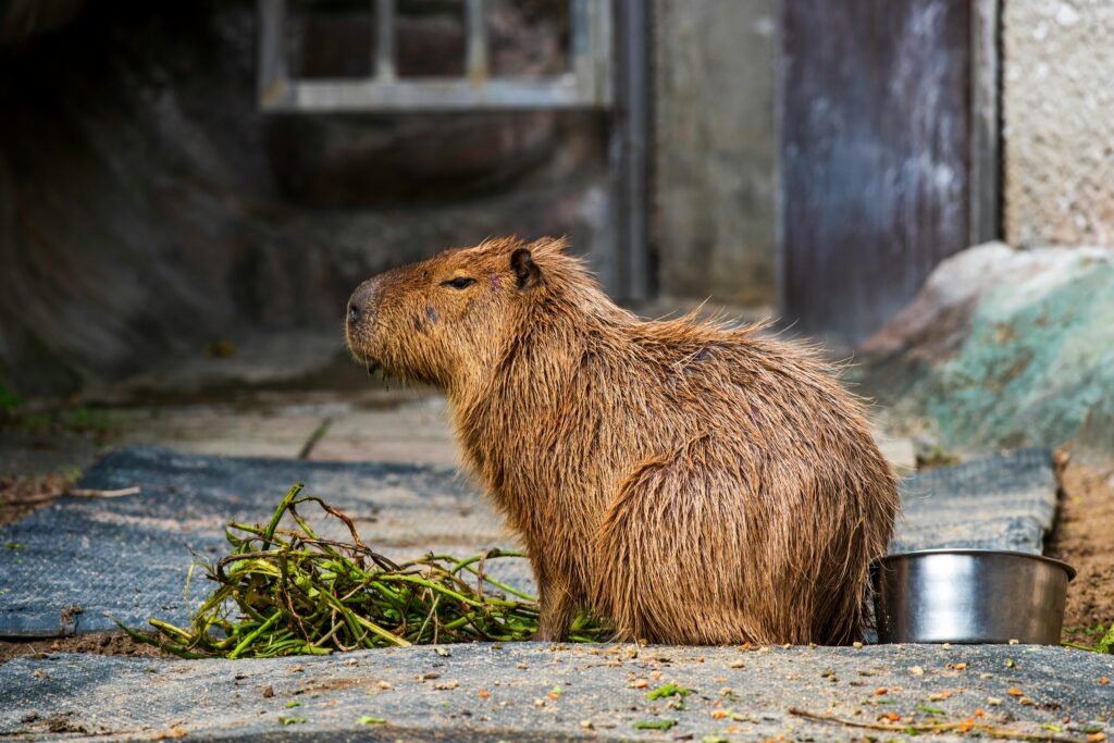 Pet Ownership The Ultimate Guide to Owning a Capybara in Texas