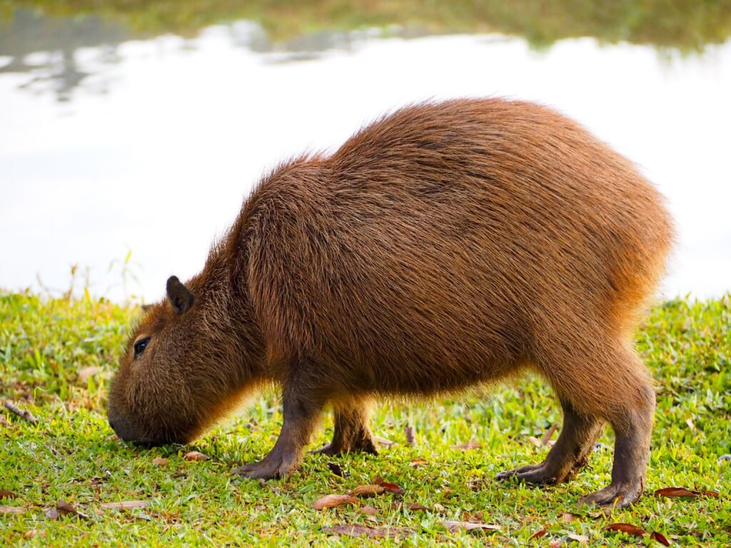 Sunflower State Capybaras The Complete Guide to Kansas Pet Capybara Ownership