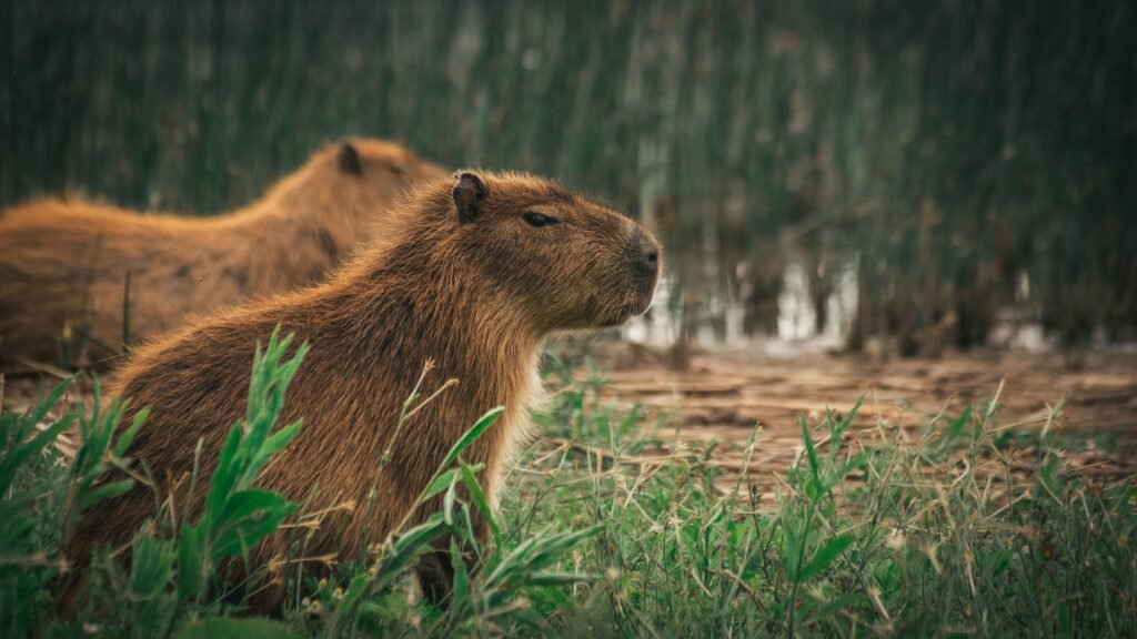 Are Capybaras Legal in West Virginia Everything Future Owners Need to Know