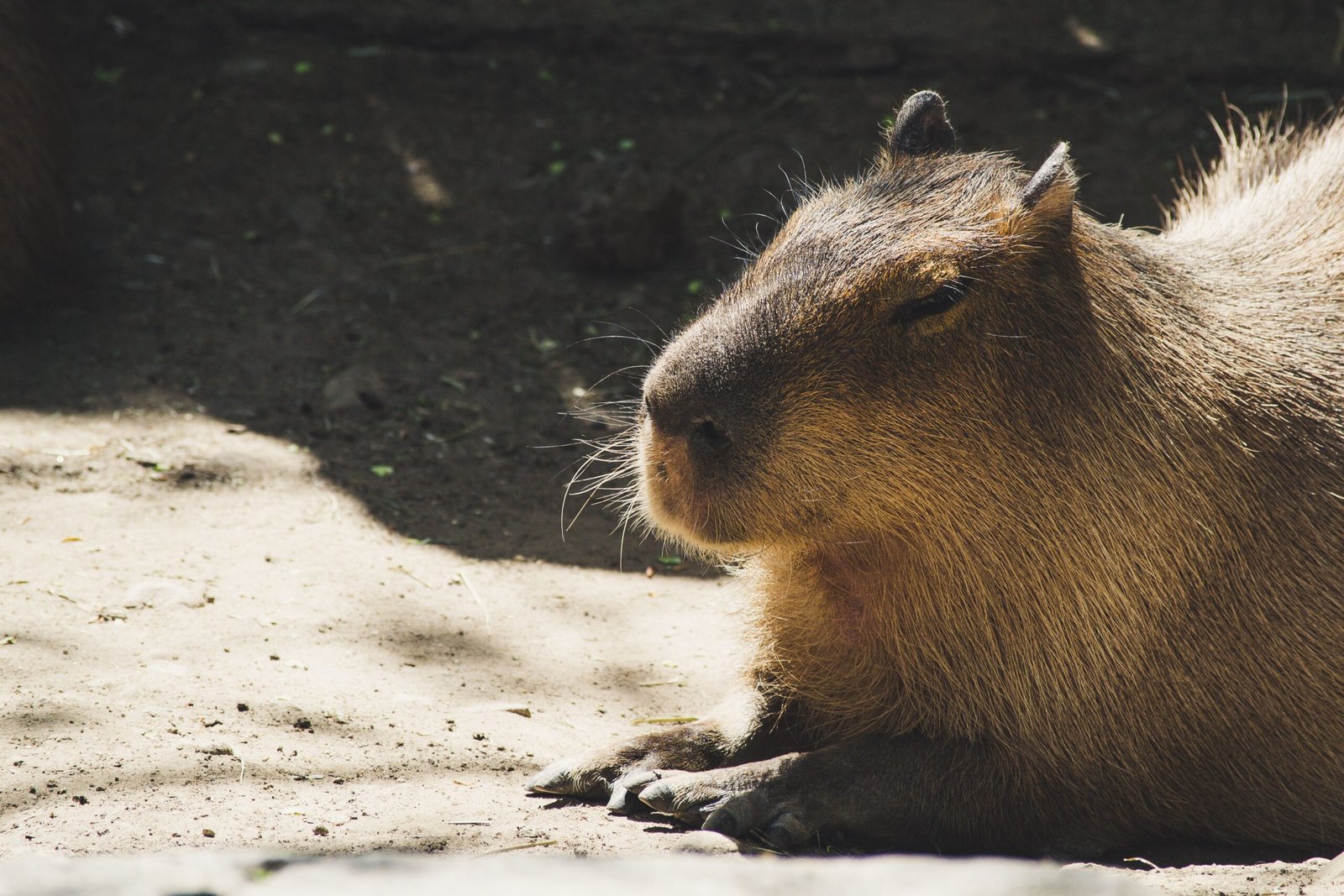 Can You Keep a Capybara as a Pet in New Hampshire State Rules vs. Local Zoning