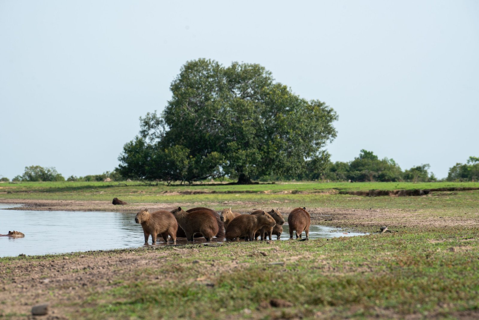 Greater vs. Lesser Capybara The Ultimate Comparison Guide