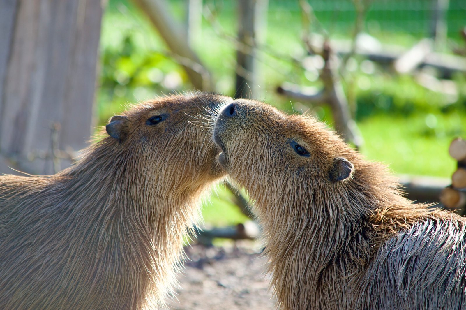 How to Get a Capybara Permit in Kentucky A Complete Guide for Pet Owners