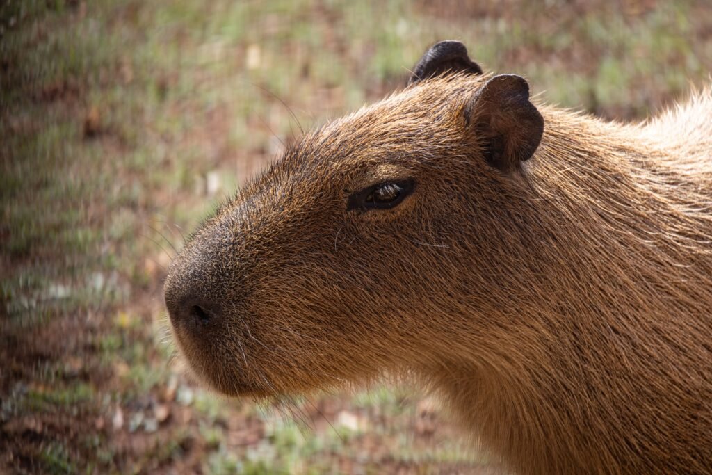 How to Legally Keep a Capybara as a Pet in Utah Rules & Care