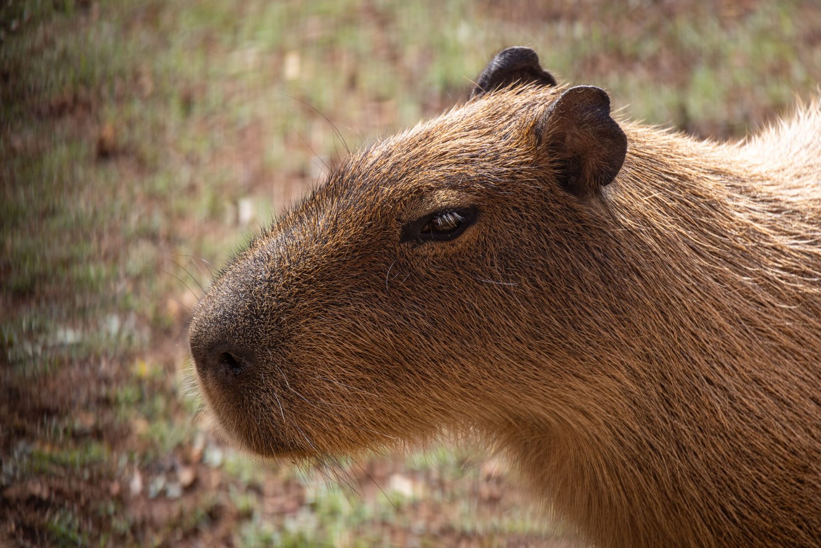 How to Legally Keep a Capybara as a Pet in Utah Rules & Care