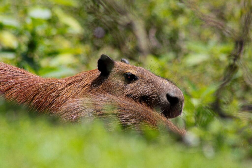 How to Legally Own a Capybara in Missouri A Complete Guide for Exotic Pet Lovers