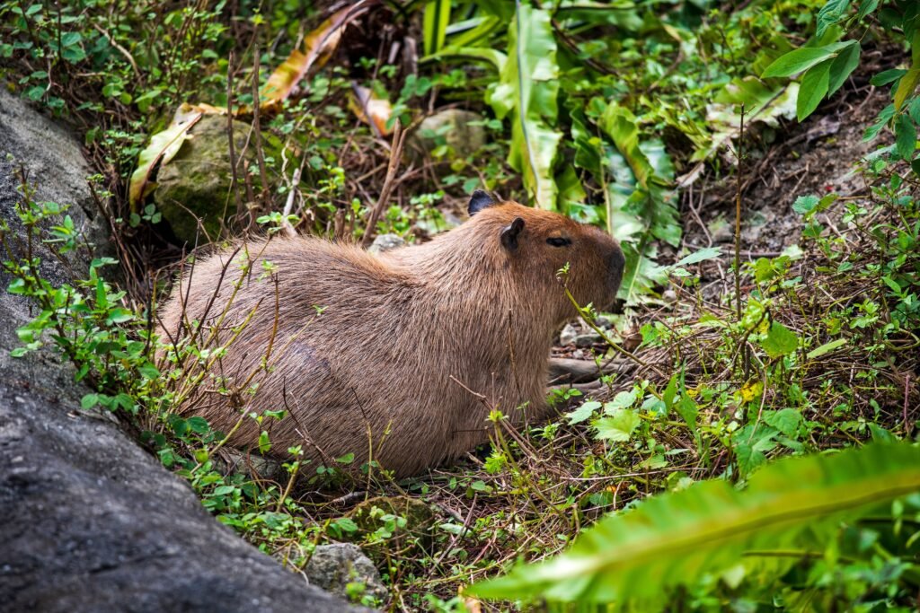 How to Legally Own a Capybara in Oklahoma Step-by-Step Ownership Rules
