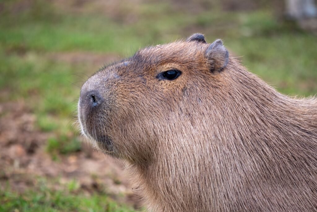 How to Raise a Happy Capybara in Wisconsin Laws, Housing, and Vets