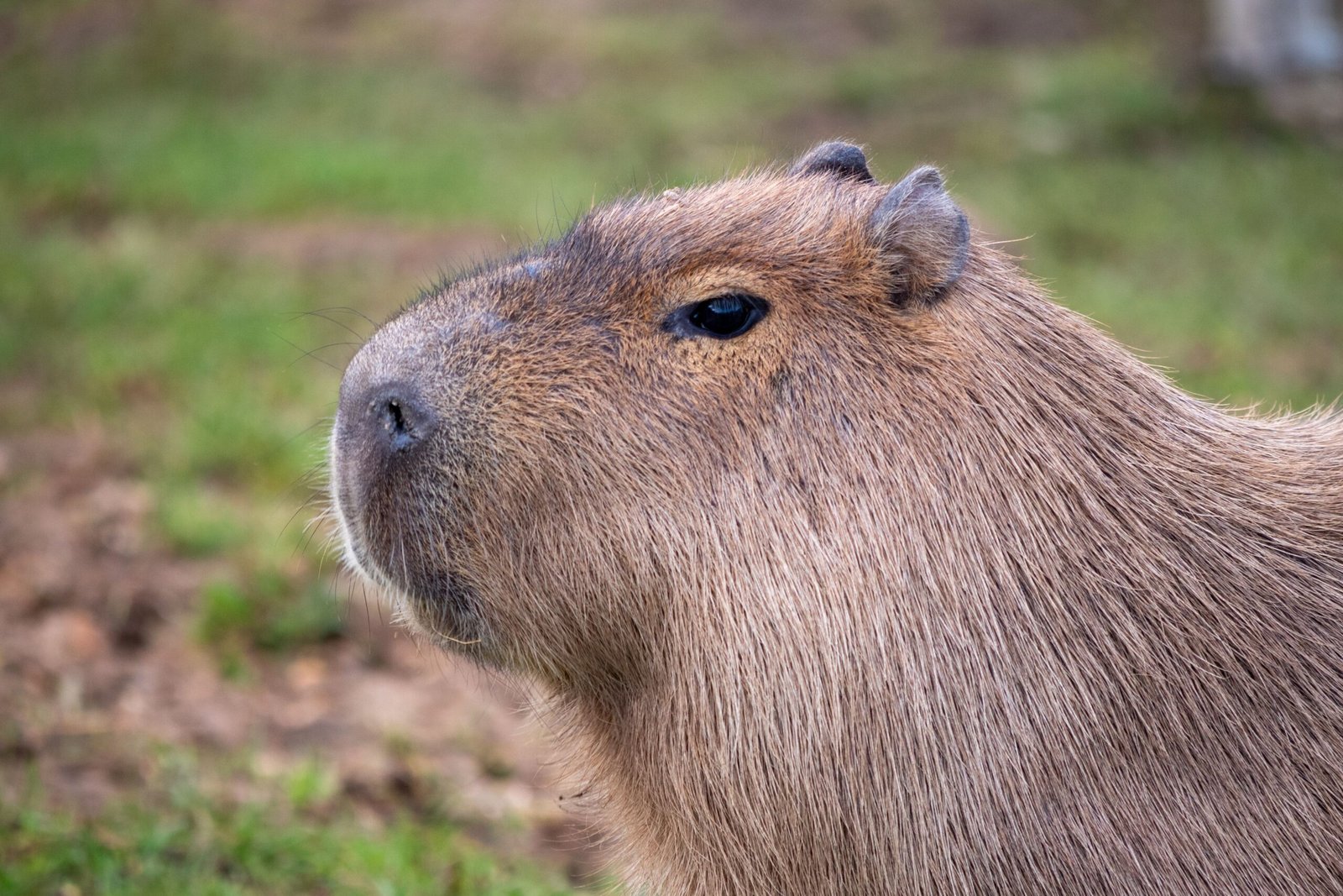 How to Raise a Happy Capybara in Wisconsin Laws, Housing, and Vets