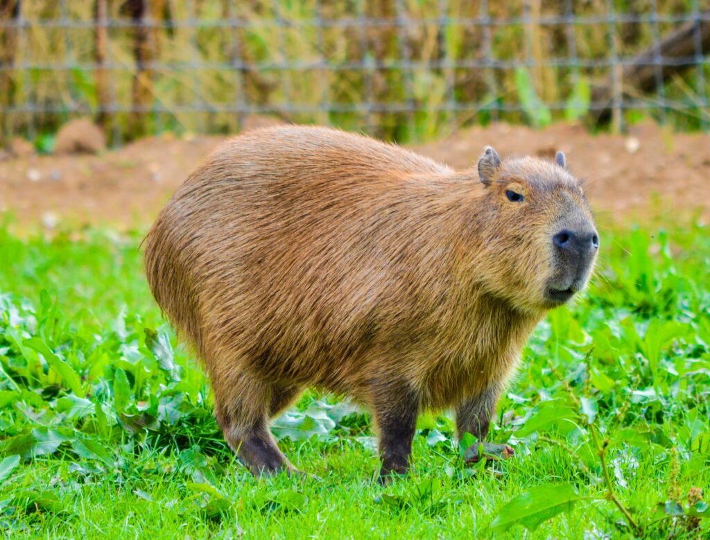 Maine Capybara Laws How City and County Rules Impact Your Pet Plans