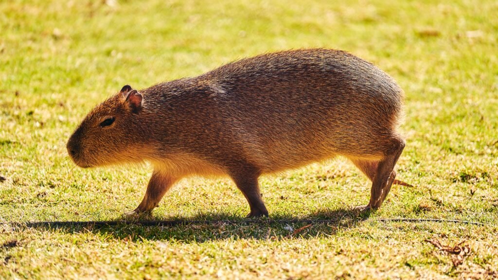 Maryland Capybara Pet Ownership The Ultimate Guide to Cost, Legality, and Care