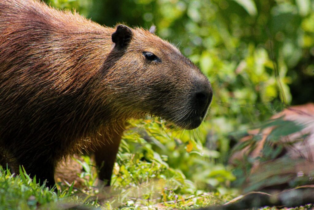 Naturally Occurring Capybara Life in the Wild