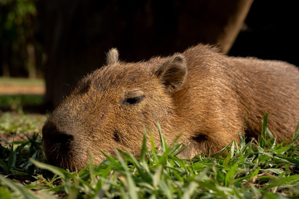 Nebraska Capybara Pet Ownership The Ultimate Guide to Cost, Legality, and Care