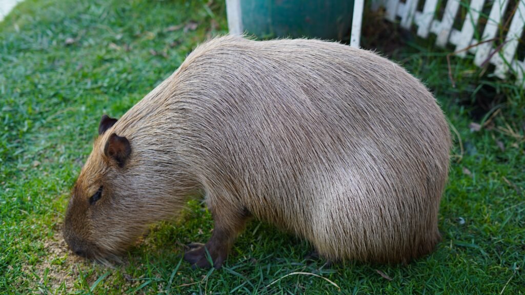 Owning a Capybara in Virginia Permitting, Costs, and Habitat Setup