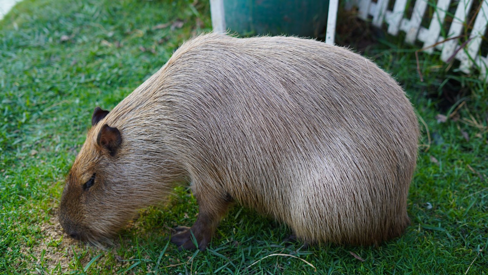 Owning a Capybara in Virginia Permitting, Costs, and Habitat Setup