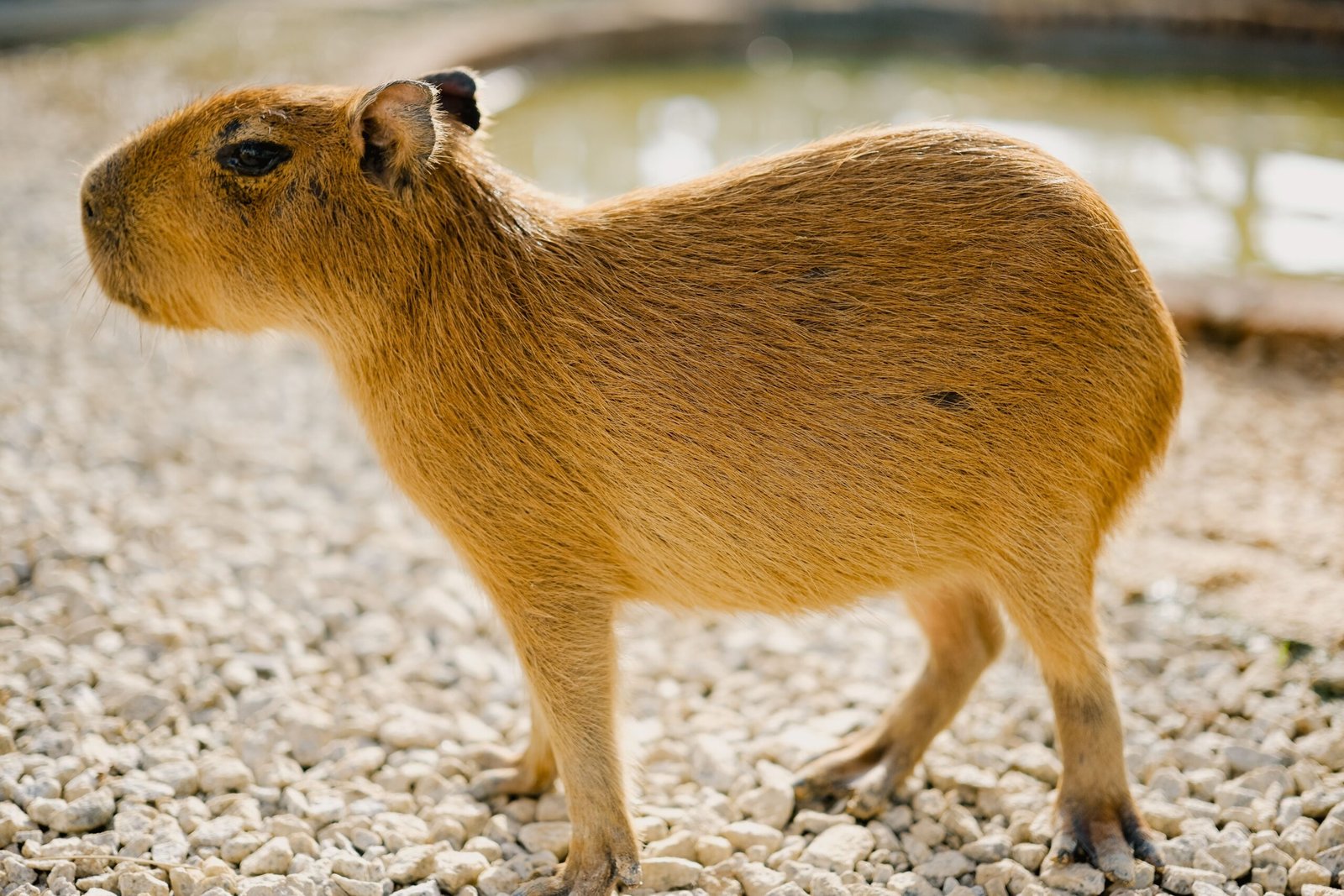 The Complete Guide to Capybara Pet Ownership in Tennessee