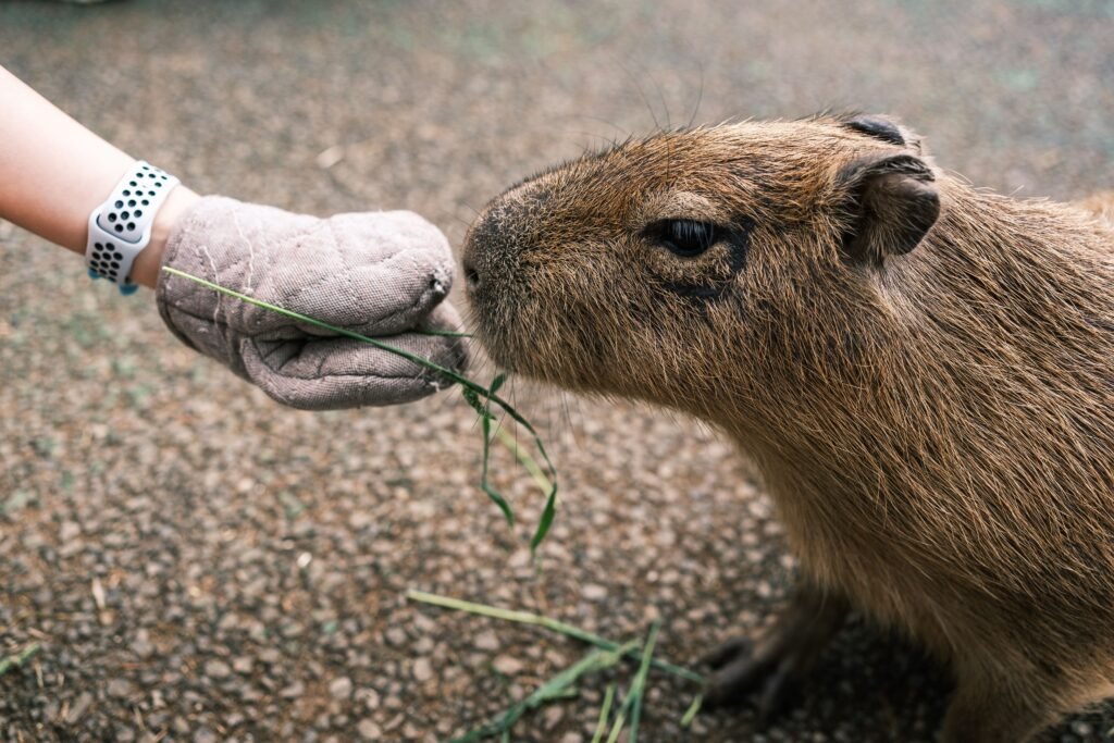 The Hidden Hurdles of Owning a Pet Capybara in Wyoming