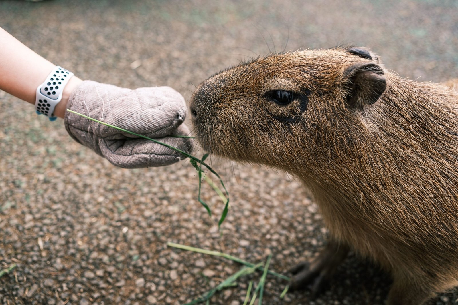 The Hidden Hurdles of Owning a Pet Capybara in Wyoming