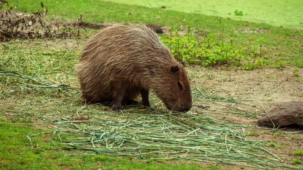Thinking of Getting a Pet Capybara in Washington Read This Legal Guide First