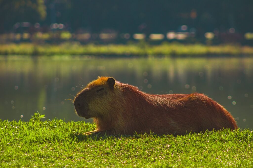 Capybara as a Spiritual Guide Unlocking Calm, Community, and Connection
