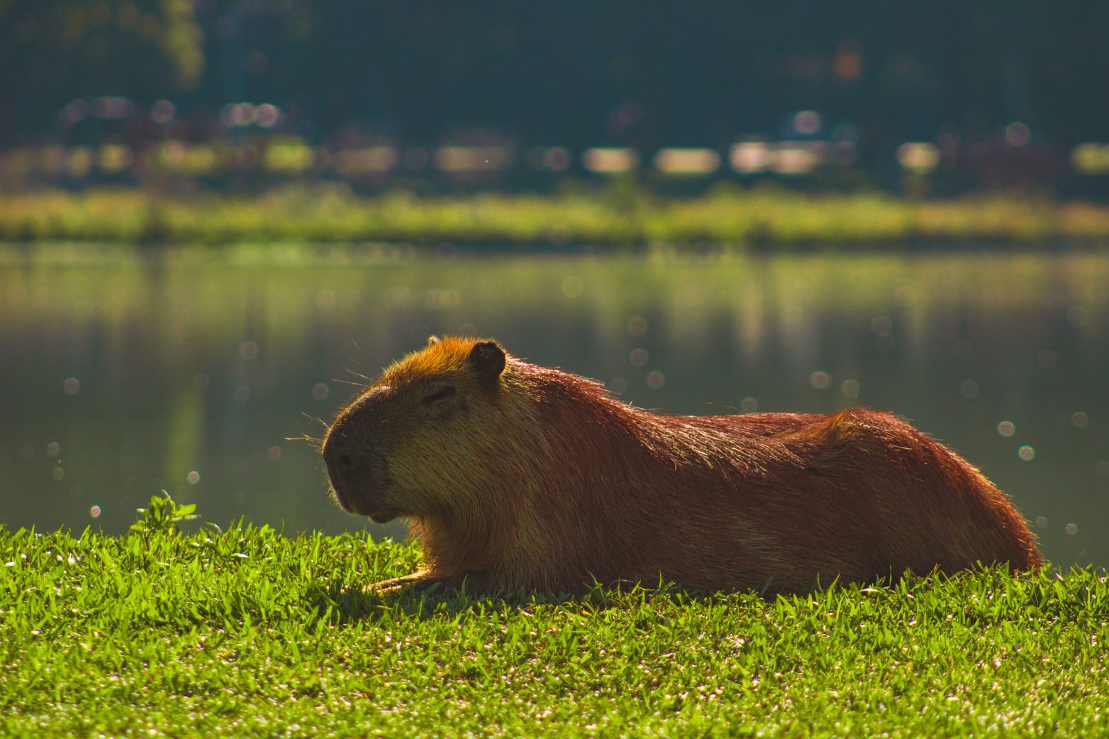 Capybara as a Spiritual Guide Unlocking Calm, Community, and Connection