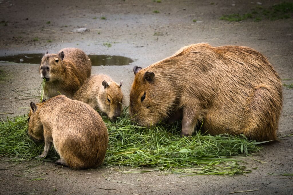 Shopping for Capybara Feed and Enclosures The Ultimate Buyer’s Guide