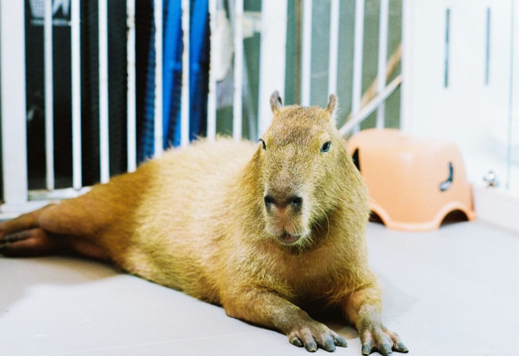 Total Investment for a Capybara Initial Purchase to Lifetime Care Costs