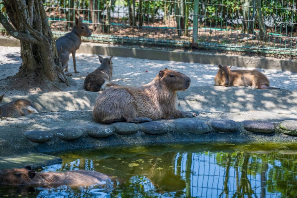 WWF Capybara Conservation Efforts Protecting the Giant Rodent and Its Amazon Home