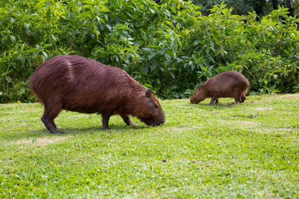 Capybara Spirit of Empathy Exploring the Gentle Heart of Nature’s Peacekeeper