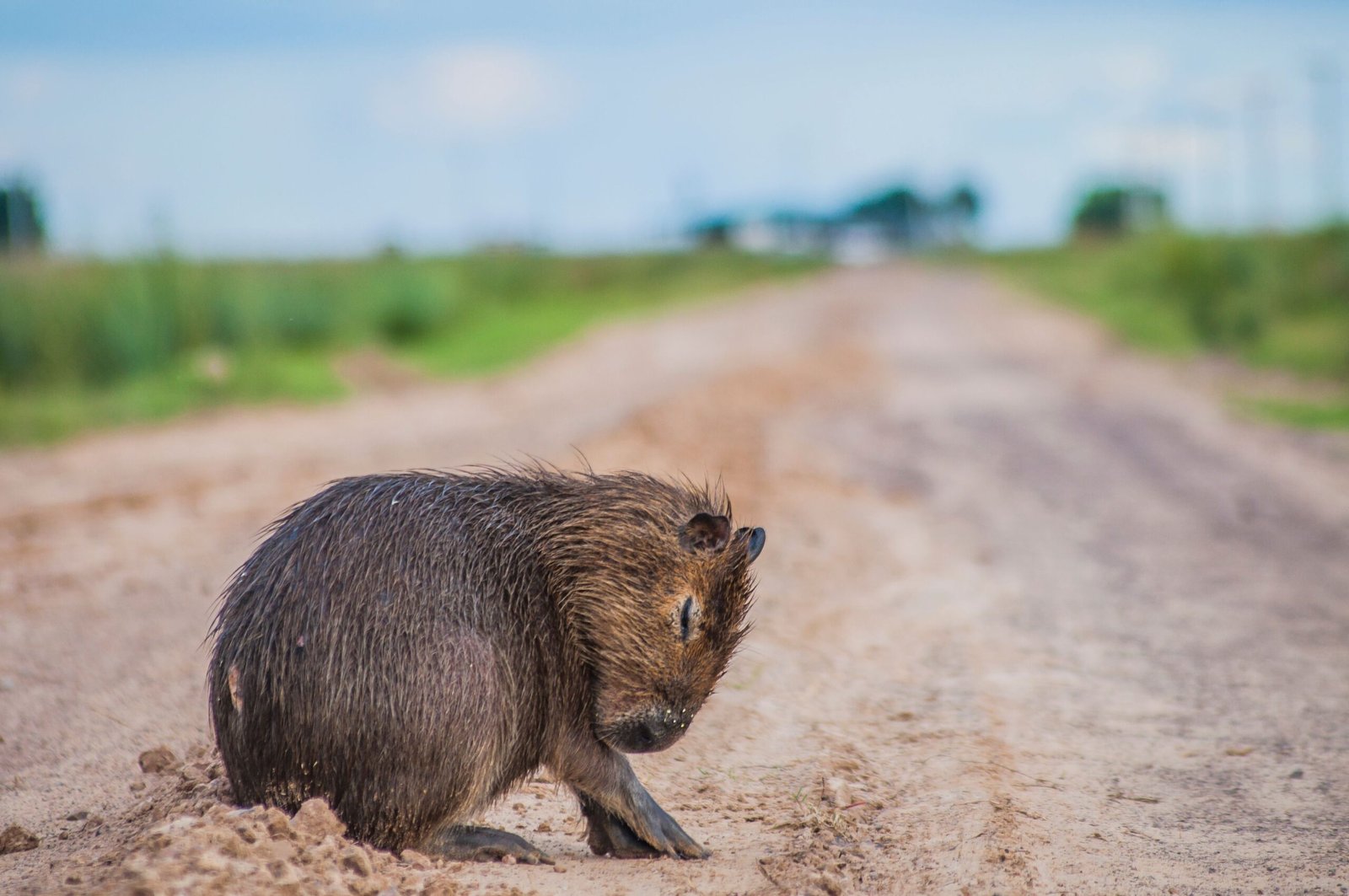 Capybara Zoopedia Entry