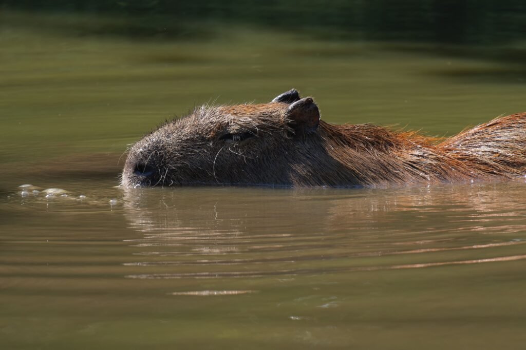Lesser Capybara in Panama