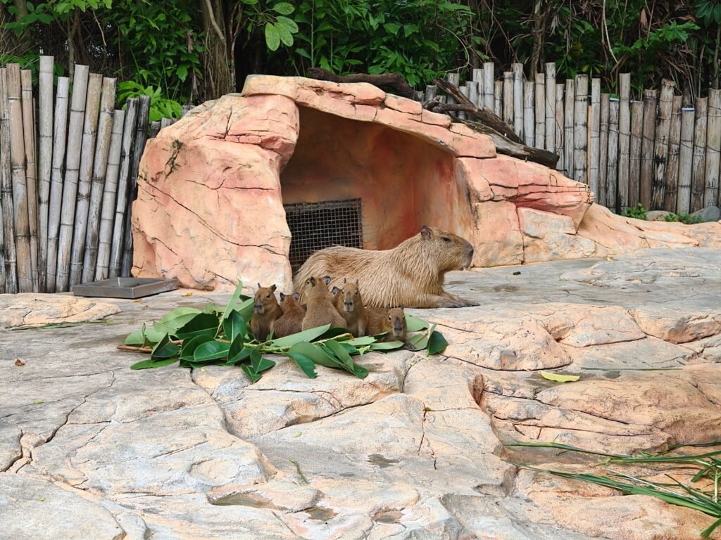 Everything About a Capybara Pup From Birth to Joining the Herd